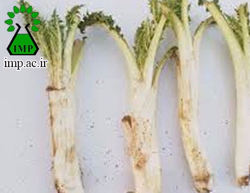 /Uploads/News/خاصیت درمانی گیاه کنگر Cirsium vulgare  