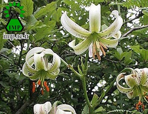 /Uploads/News/مشخصات گیاه سوسن چلچراغ و کاربردهای آن Lilium ledebourii (Baker) Boiss