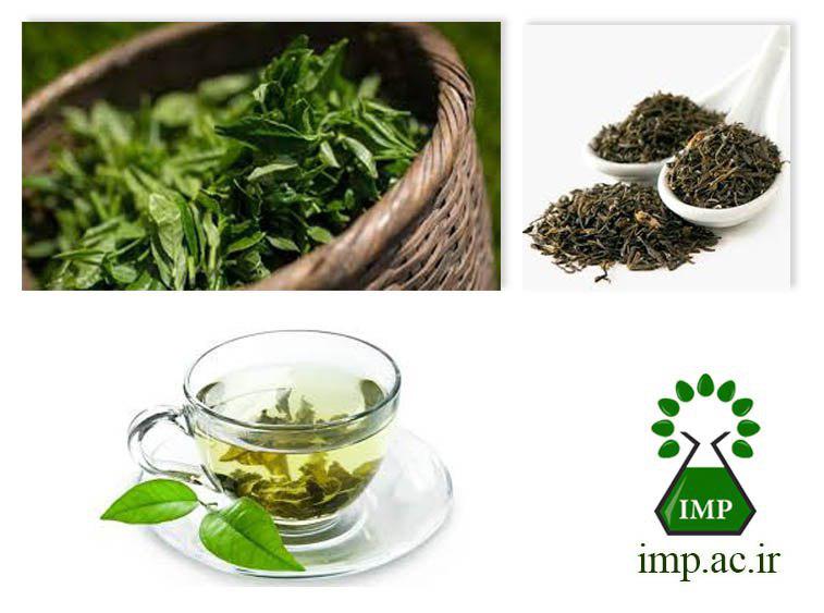 /Uploads/News/خواص فوق العاده چای سبز برای درمان ریزش مو Camelia sciences